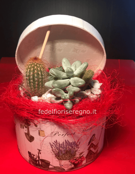 composizione piante grasse